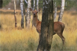 <p>JELEN LESNÍ (Cervus elaphus) obora - Rumburk</p>